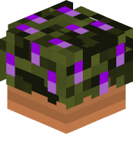 Potted Lavender Plant