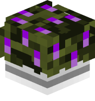 Potted Lavender Plant