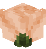 Dusty Light Orange Rose