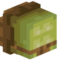 Turtle Shell