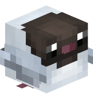 Black-headed Gull (Summer Plumage)