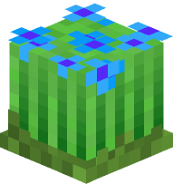 Grass with Cornflowers