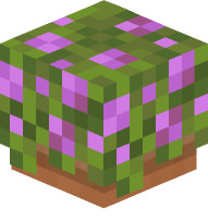 Potted Flowering Azalea