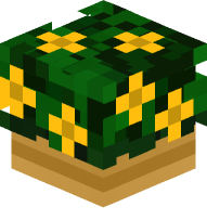 Potted Marigold Plant