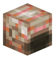 Striped Nautilus Shell