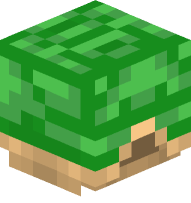 Turtle Shell