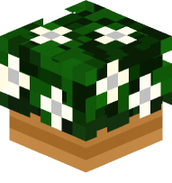 Potted Camellia Plant