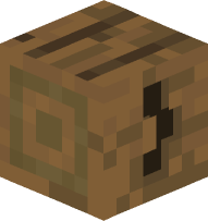 Spruce Curly Bracket (closed)