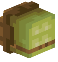Turtle Shell